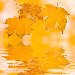 Image showing Beautiful golden leaves in autumn