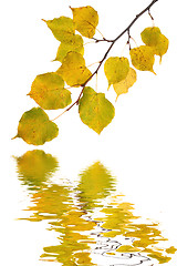 Image showing Beautiful golden leaves in autumn