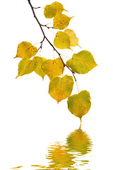 Image showing Beautiful golden leaves in autumn