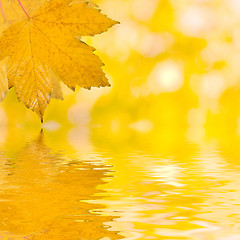 Image showing Beautiful golden leaves in autumn