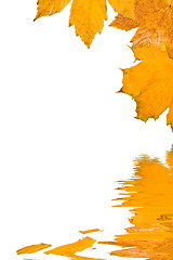 Image showing Beautiful golden leaves in autumn