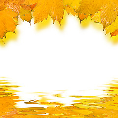 Image showing Beautiful golden leaves in autumn