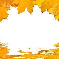 Image showing Beautiful golden leaves in autumn