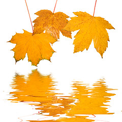 Image showing Beautiful golden leaves in autumn