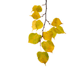 Image showing Beautiful golden leaves in autumn