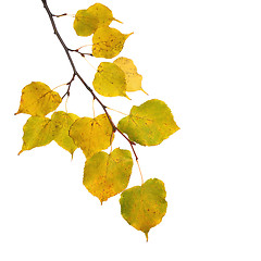 Image showing Beautiful golden leaves in autumn