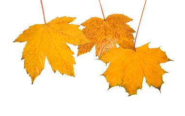 Image showing Beautiful golden leaves in autumn