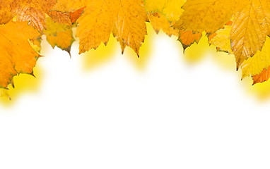 Image showing Beautiful golden leaves in autumn