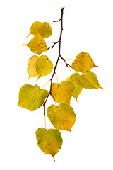 Image showing Beautiful golden leaves in autumn