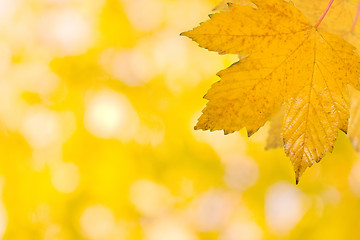 Image showing Beautiful leaves in autumn