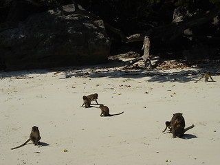 Image showing Monkey Beach in Thailand