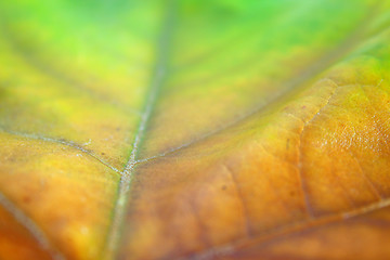 Image showing Beautiful leaves in autumn