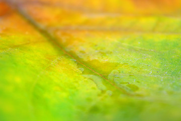 Image showing Beautiful leaves in autumn