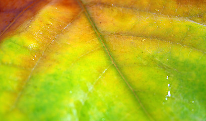 Image showing Beautiful leaves in autumn