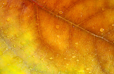 Image showing Beautiful leaves in autumn