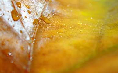 Image showing Beautiful leaves in autumn