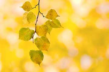 Image showing Beautiful leaves in autumn