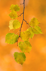 Image showing Beautiful leaves in autumn