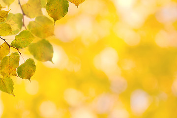 Image showing Beautiful leaves in autumn