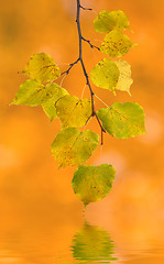 Image showing Beautiful leaves in autumn