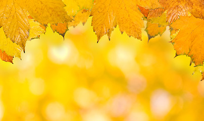 Image showing Beautiful leaves in autumn