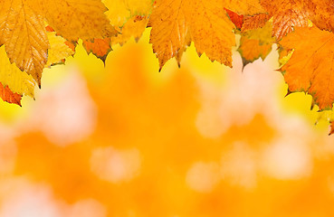 Image showing Beautiful leaves in autumn