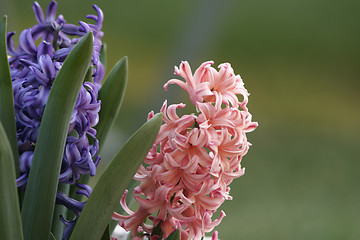 Image showing Pink and Purple Hyacinth