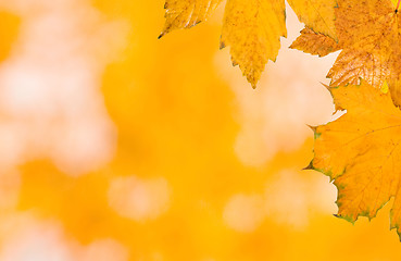 Image showing Beautiful leaves in autumn