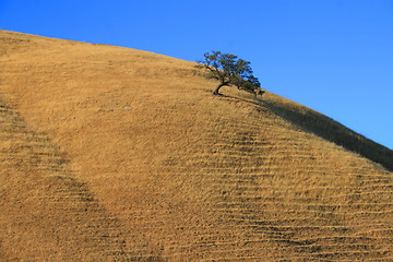 Image showing Tree on a Hilltop