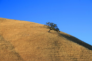 Image showing Tree on a Hilltop