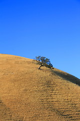 Image showing Tree on a Hilltop