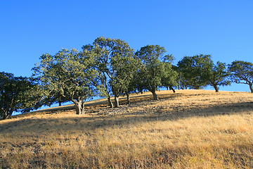 Image showing Hilltop With Trees