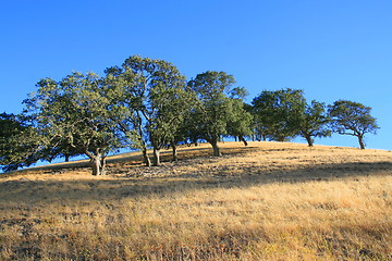 Image showing Hilltop With Trees