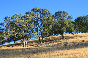 Image showing Hilltop With Trees