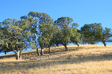 Image showing Hilltop With Trees