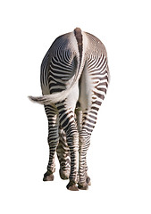 Image showing Zebra