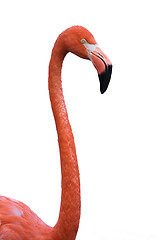 Image showing Portrait of a red flamingo