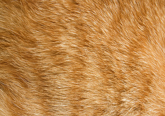 Image showing Cat fur texture