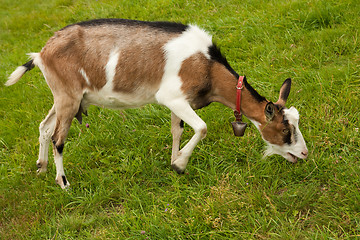 Image showing goat on the grazing land