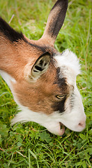 Image showing goat eating grass