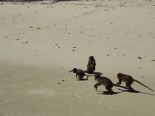 Image showing Monkey Beach in Thailand