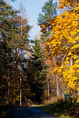 Image showing Road in fall