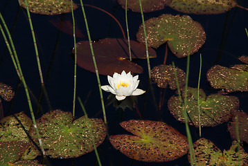 Image showing Waterlily