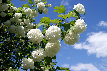 Image showing Snowball Tree (Viburnum) against Blue Sky