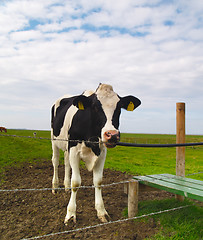 Image showing cow on pasture