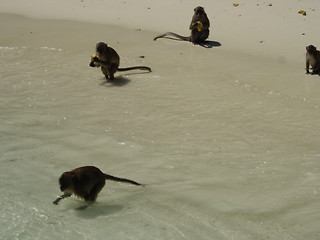 Image showing Monkeys At The Beach In Thailand