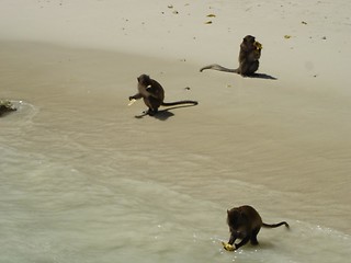 Image showing Monkey Beach in Thailand