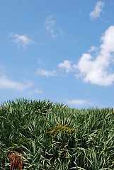 Image showing Dragon blood tree (sky background)