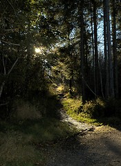 Image showing Forrest path