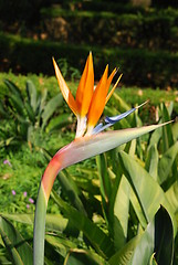 Image showing Beautiful strelitzia flower